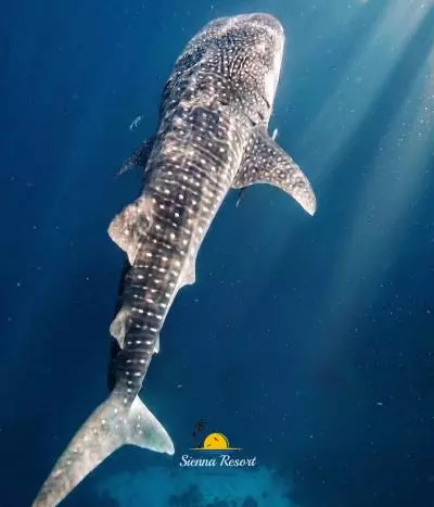 Can You Swim with Whale Sharks in Maratua? What Travelers Should Know