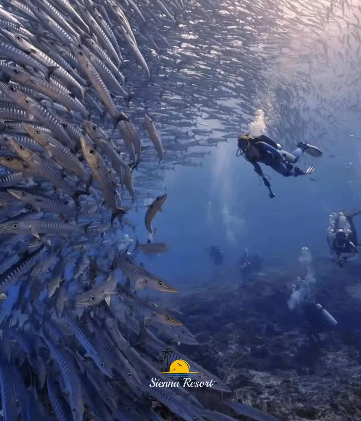 Why Maratua is an Ideal Destination for a Scuba Diving Resort Holiday