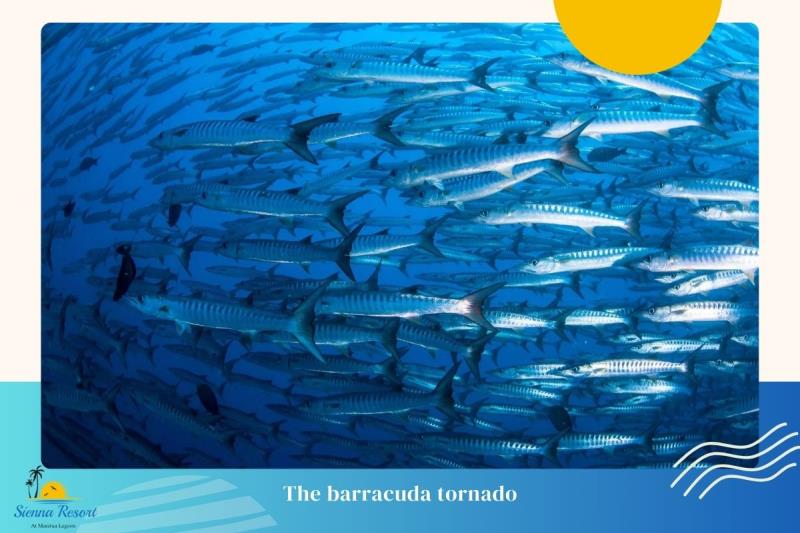 Why Barracuda Point?
