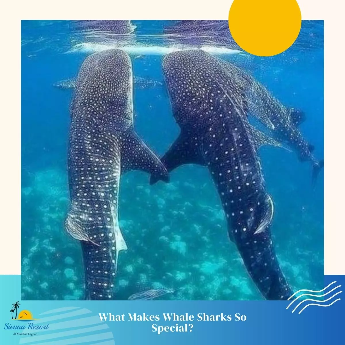 What Makes Whale Sharks So Special?