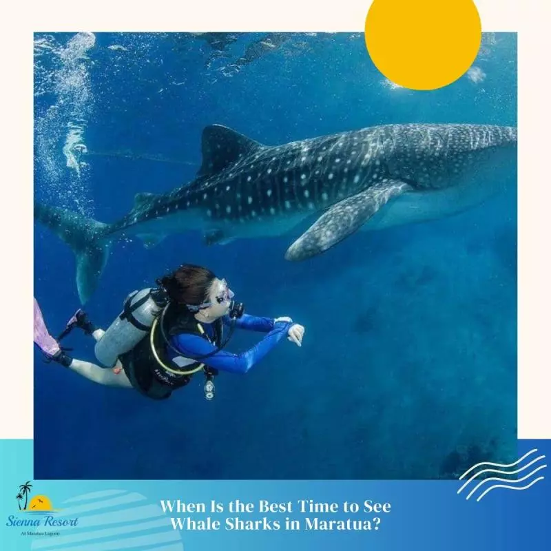 When Is the Best Time to See Whale Sharks in Maratua?