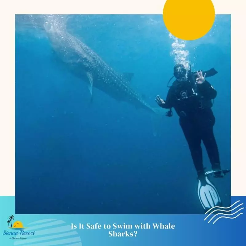 Is It Safe to Swim with Whale Sharks?