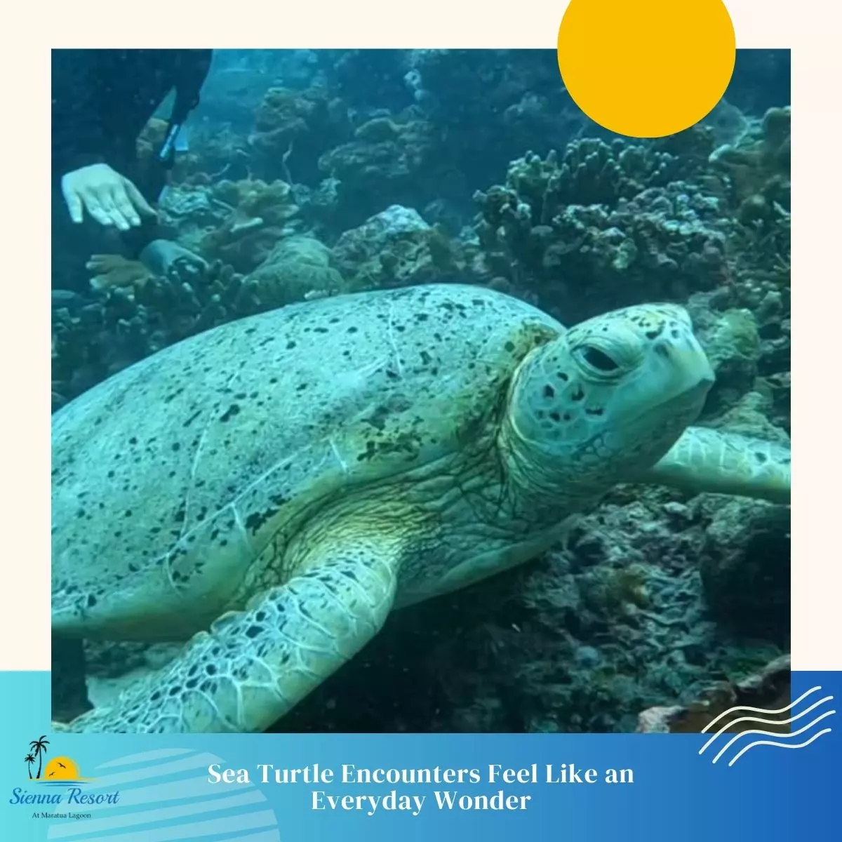 1. Sea Turtle Encounters Feel Like an Everyday Wonder