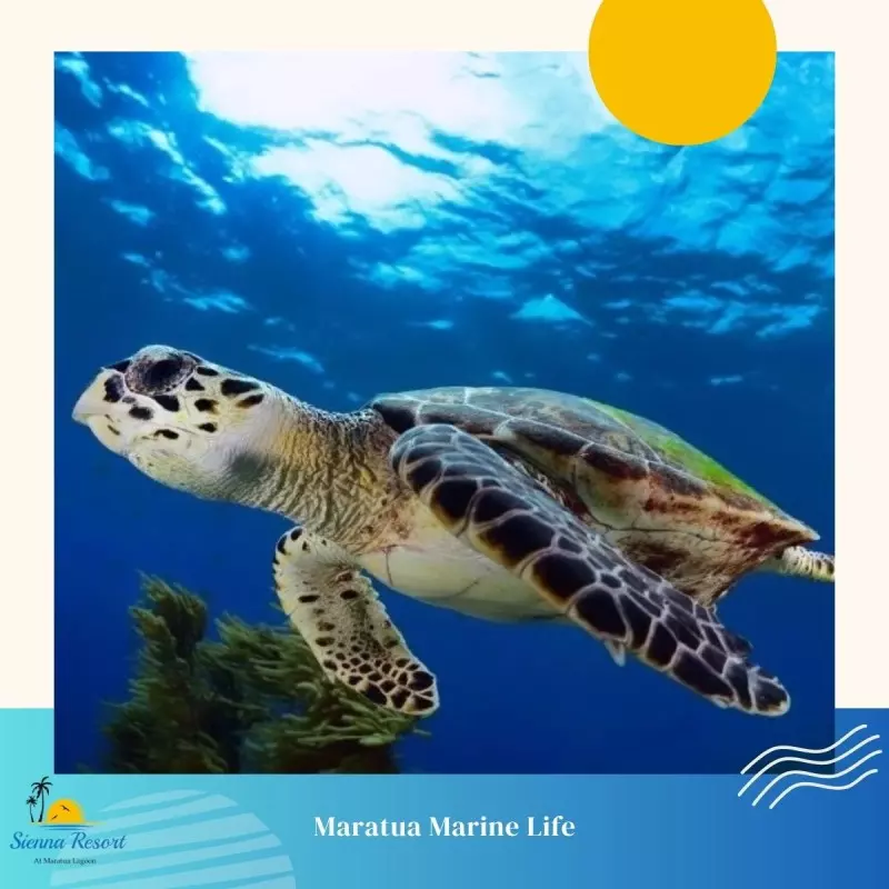 When Can You See Marine Life in Maratua?