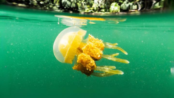 jelly fish package 17025127883