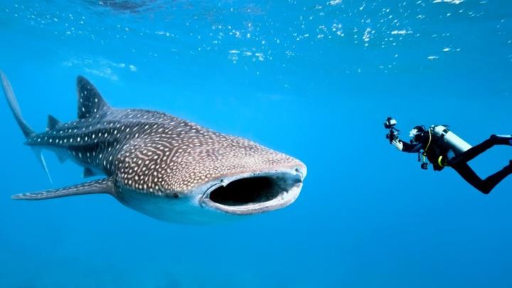 whaleshark package 17025058664