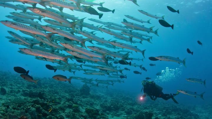 fun scuba diving 17024939136